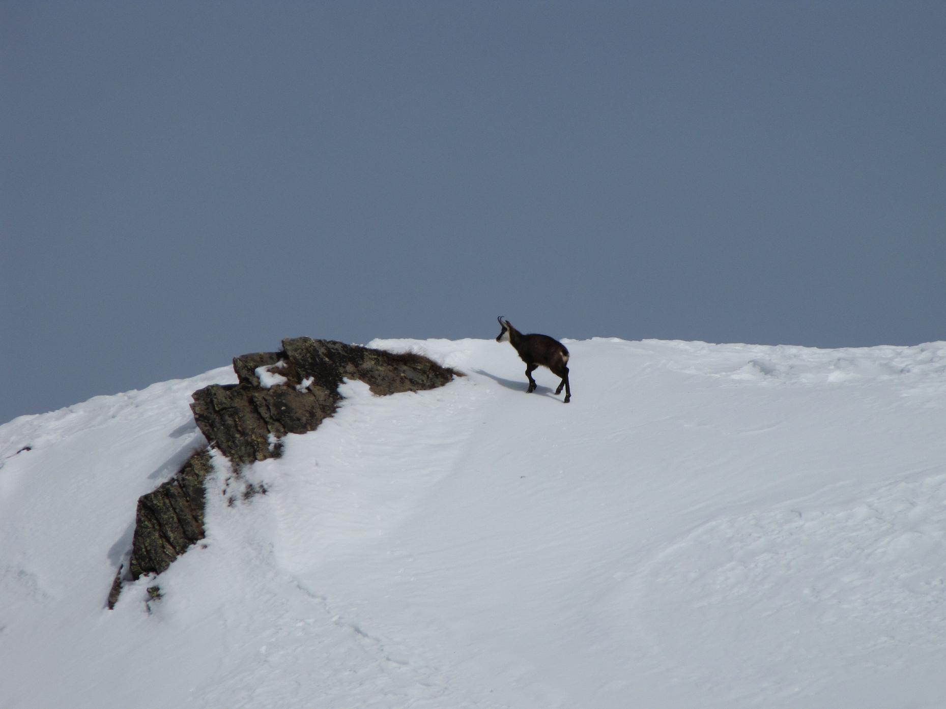 I camosci tornano a correre
